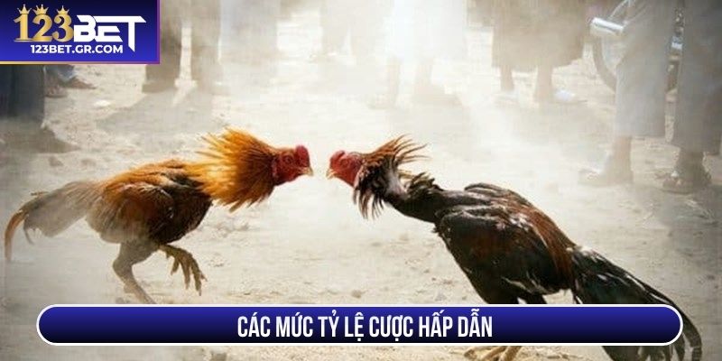 Các mức tỷ lệ cược đá gà hấp dẫn